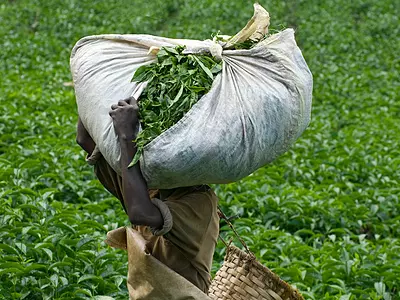 A tea picker carrying a heavy load of tea