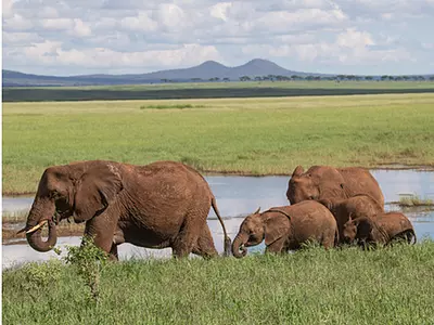 A herd of African elephants walk across the plains.