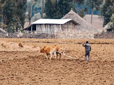 Two oxen pulling plow with man driving them 