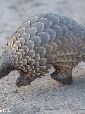The pangolin, an anteater covered with scales, is the world's most trafficked mammal.