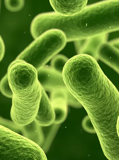 E coli bacteria under a microscope