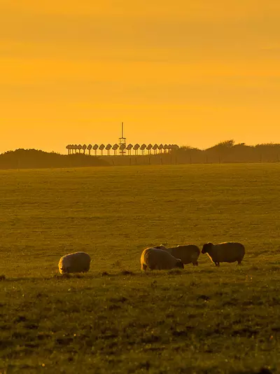 Sheep grazing on a farm