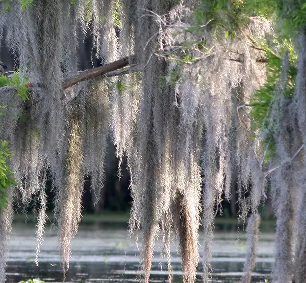 Cypress swamp in Louisiana