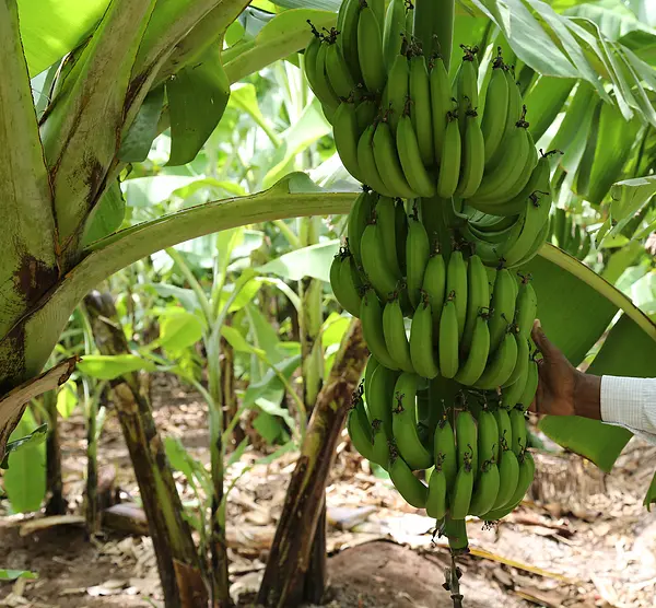 A farmer inspects a large bunch of bananas growing on a farm in Somalia.