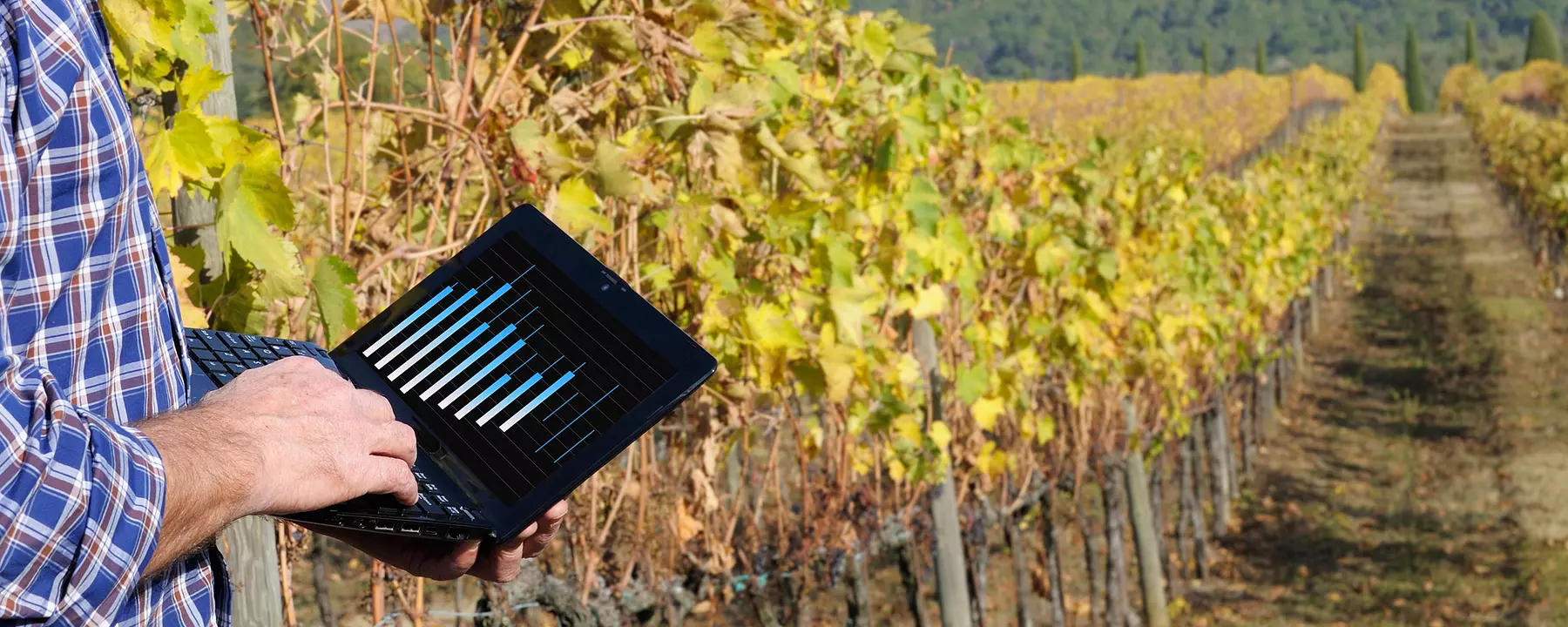 A man uses a tablet in a vineyard