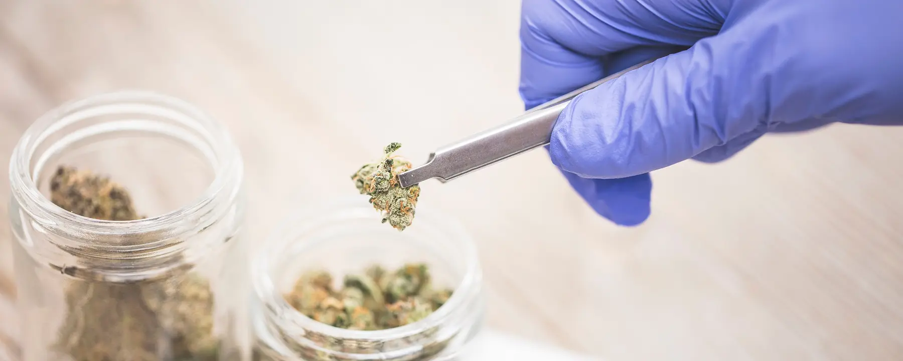 A scientist examines medical marijuana