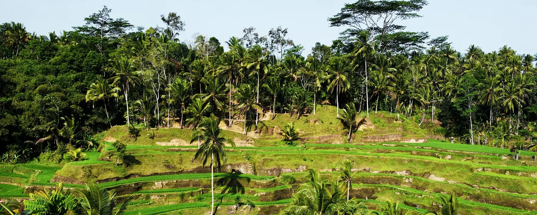 Rice fields and coconut trees in Bali