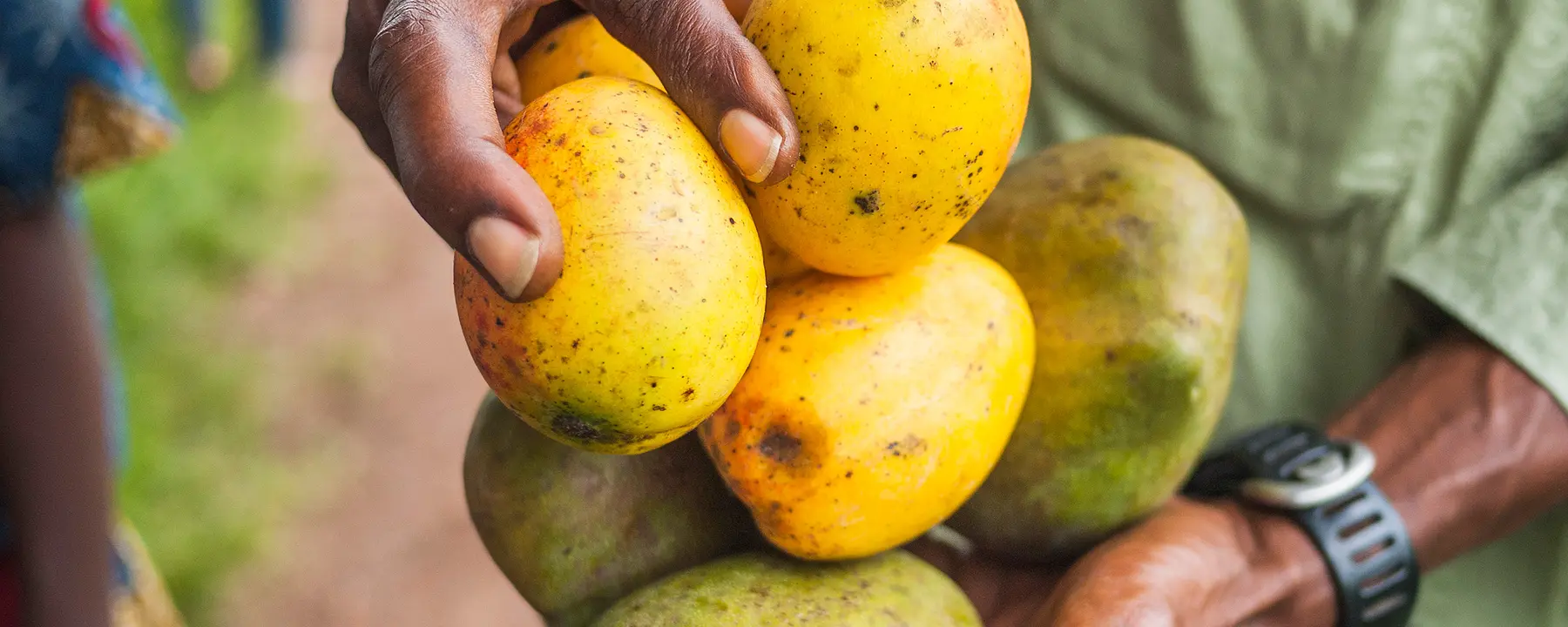 A closeup of a farm worker holding mangoes