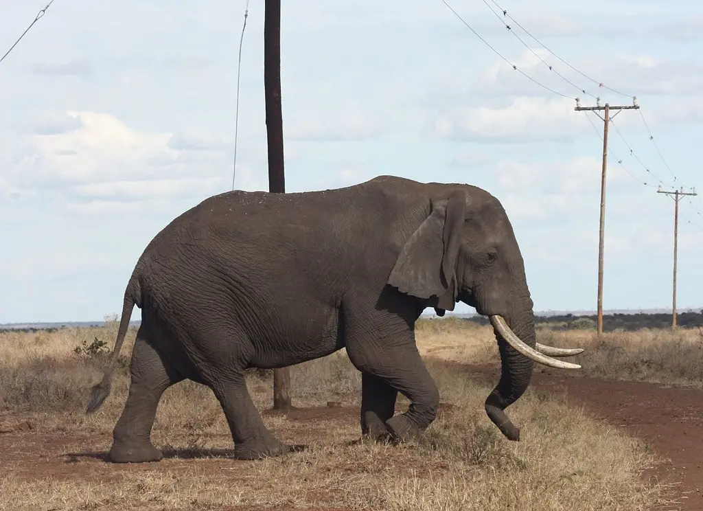 Elephants and Powerlines