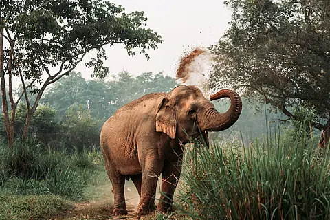 Elephant in Asia throwing dirt on itself