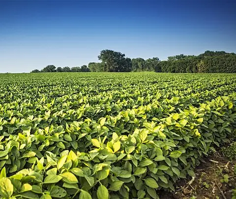 Soybean field
