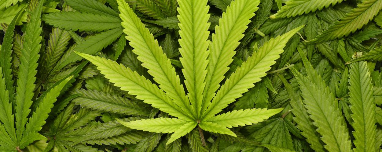 cannabis leaves